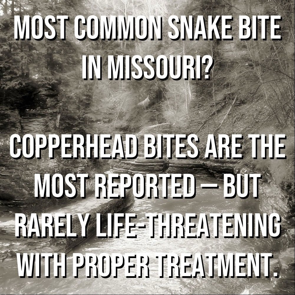Most Common Snake Bite in Missouri?
Copperhead bites are the most reported — but rarely life-threatening with proper treatment.