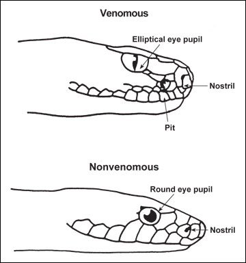 Venomous snake vs non venomous