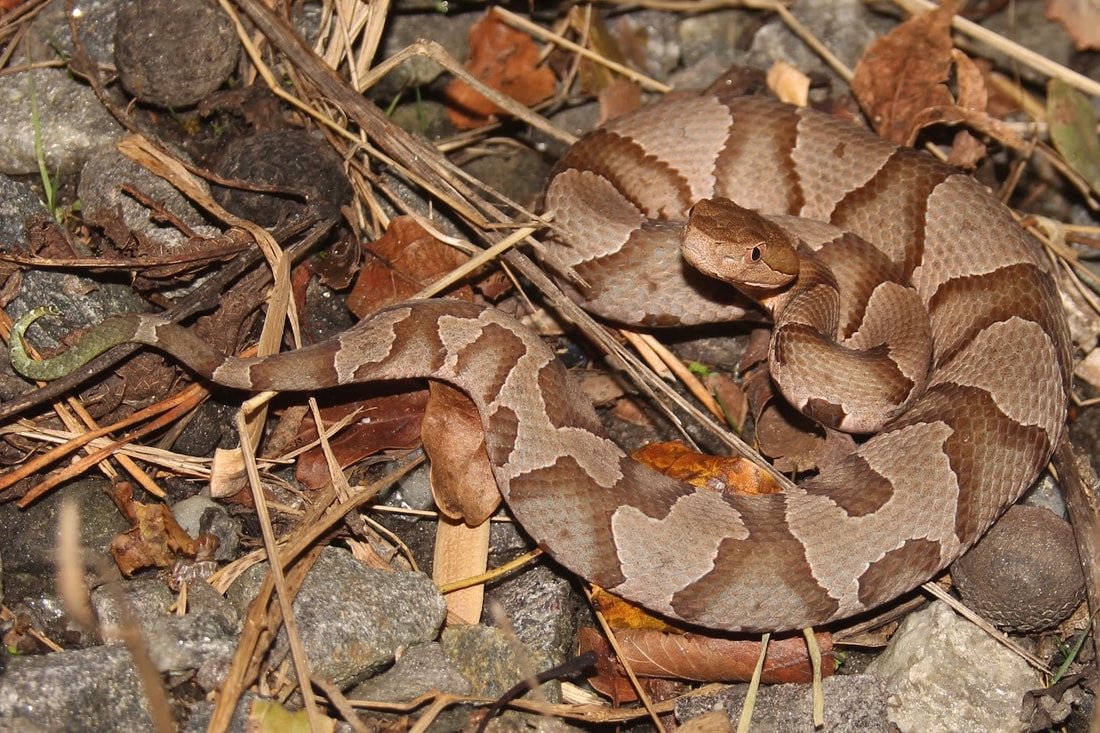 Eastern copperhead