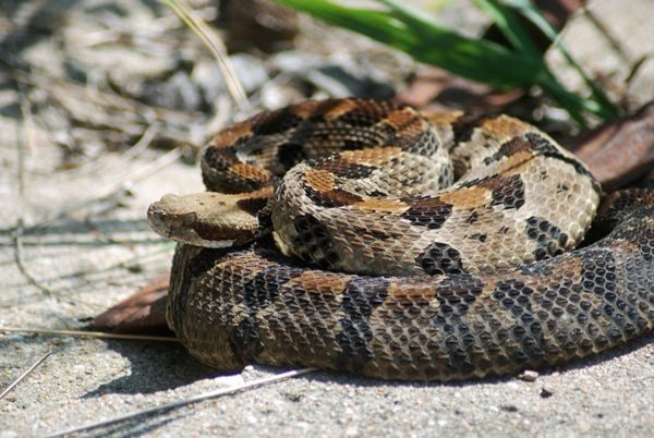 Timber rattle snake
