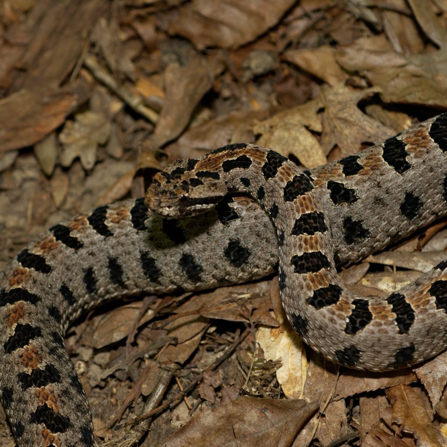 Western pigmy rattlesnake