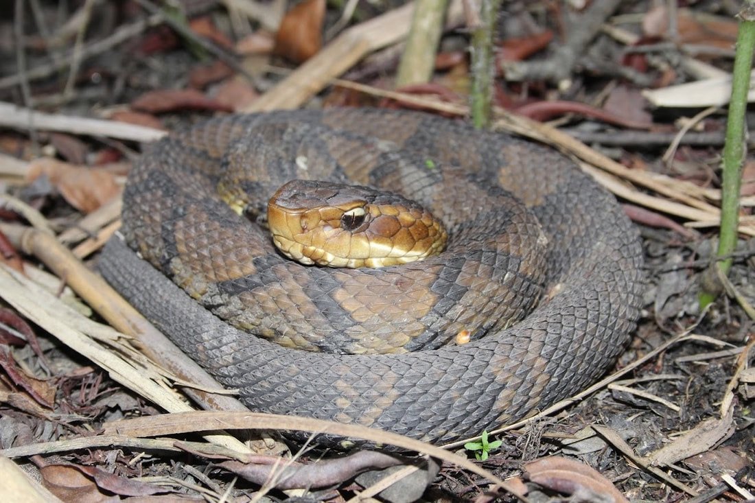 Cottonmouth snake