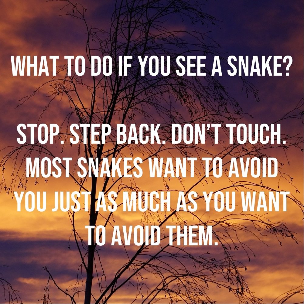 What to do if you see a snake?
Stop. Step back. Don’t touch. Most snakes want to avoid you just as much as you want to avoid them.