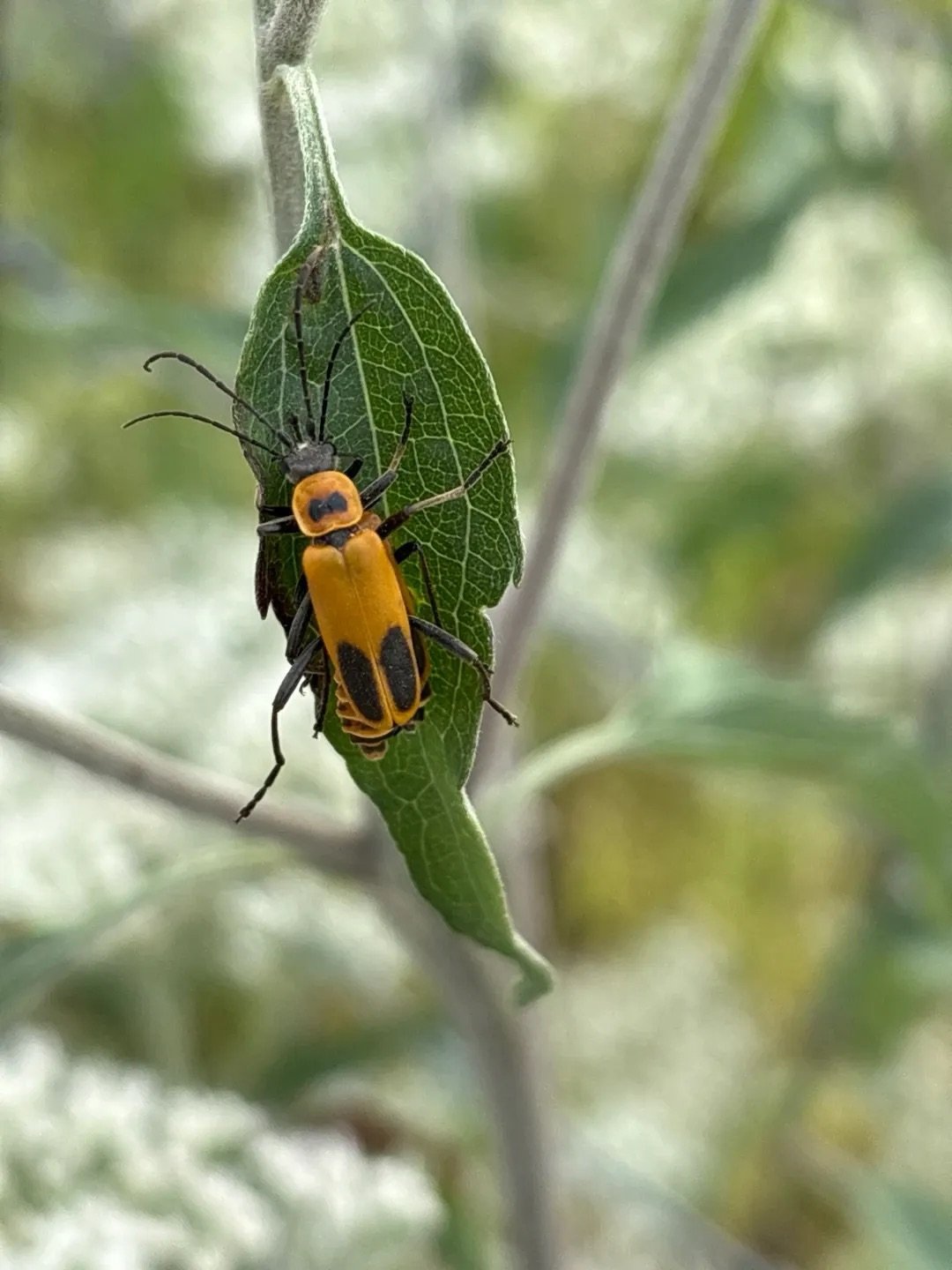 Meet the Goldenrod Soldier Beetle – Chauliognathus pennsylvanicus