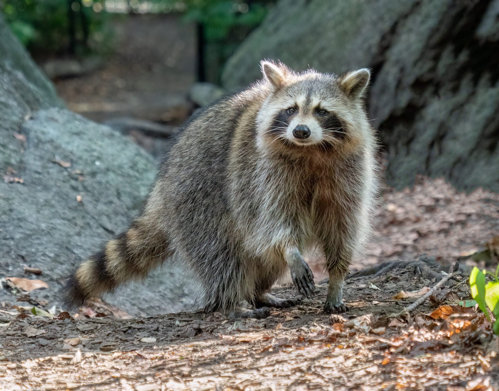 Photo of raccoon