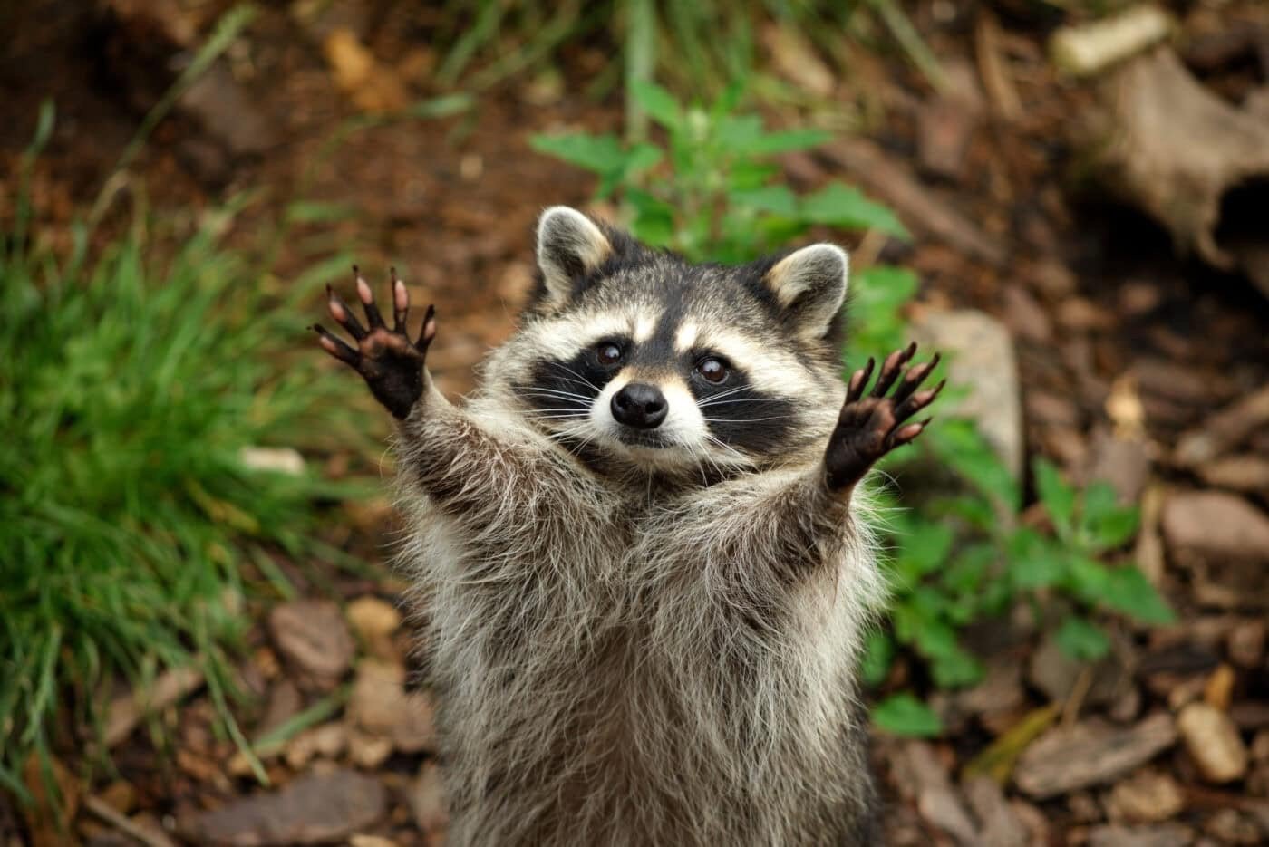 Cute raccoon photo