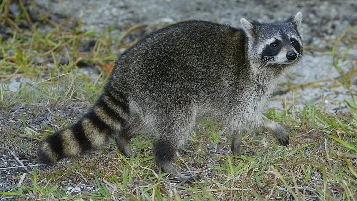 Raccoon picture