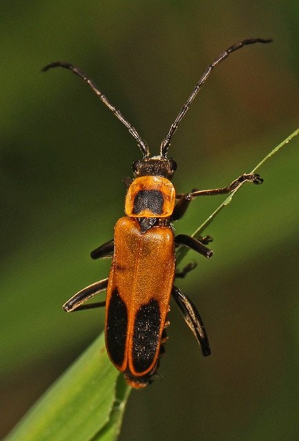 Goldenrod soldier beetle photo