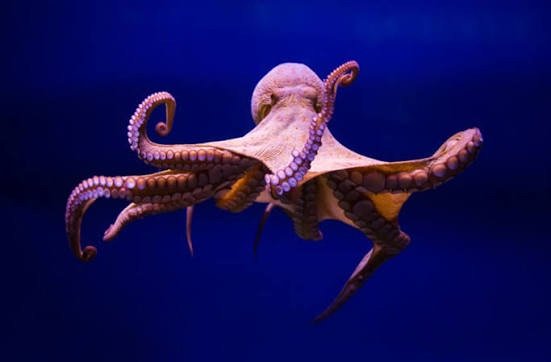 Giant octopus photo