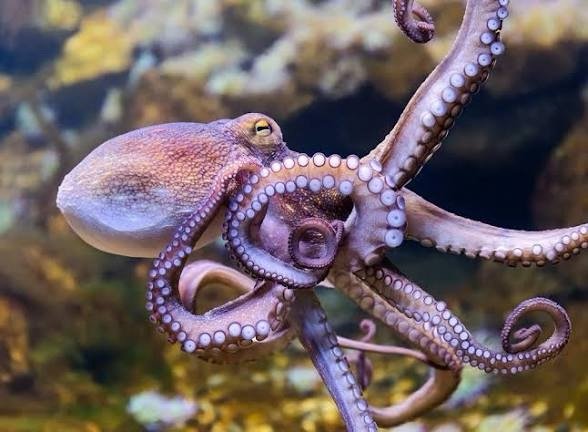 Octopus facts for kids