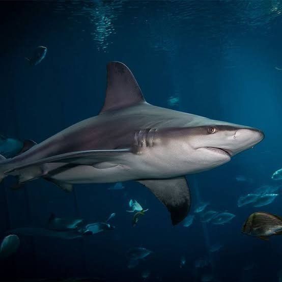 Sandbar shark