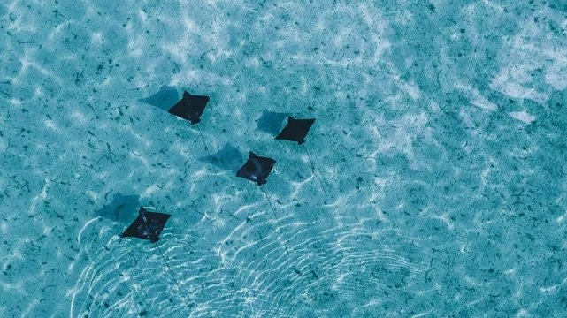 Sting rays in the ocean 
