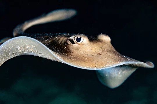 Up close photo of a ray 