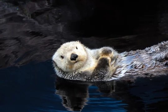 Cute white face otter in the water
