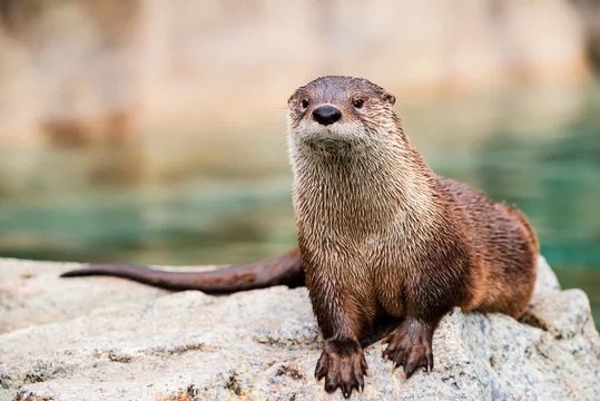 Brown otter on a rock