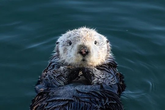 Otter swimming on its back