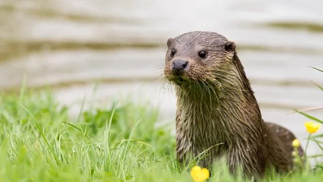 Otter climbing out of the water